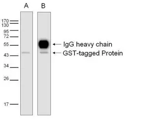 EasyBlot anti Rabbit IgG (HRP). GTX221666-01